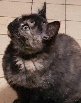 Darujeme koťátka - 4