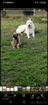 Bíly švýcarsky ovčák - 4