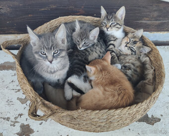 Mainská mývalí - kříženci - 4