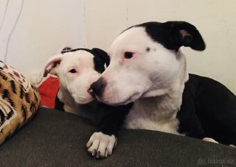 X American bully staford pitbull - 4