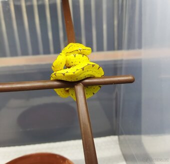 Morelia viridis Lereh - 4