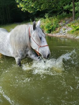 Lusitano valach - 5 r. - 4