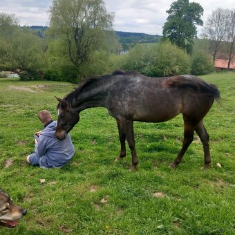 Tříletá klisna Appaloosa - 4