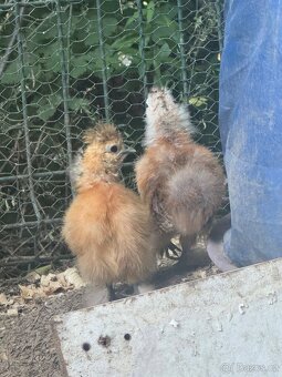 Kuřátka Silkie bantam (zdrobnělé hedvábničky) - 4