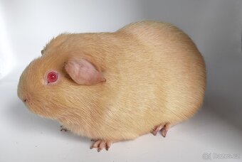 Nabídka morčátek z chovatelské stanice - 4