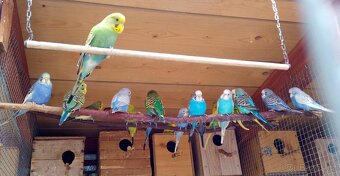 Andulka vlnkovaná - 4