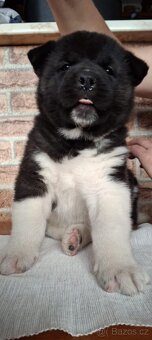 Štěňátka americká akita - 4