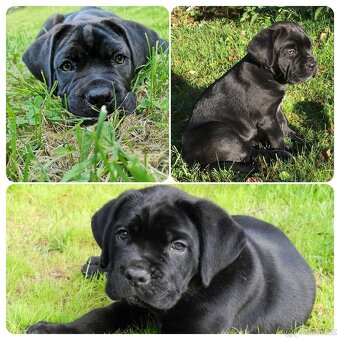 Cane Corso - 4