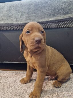 Madarska vyzla sPP - 4