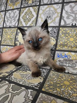 Koťátka Ragdoll - 4