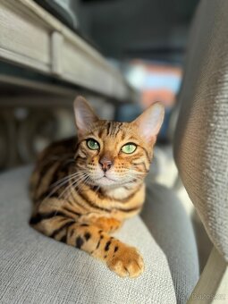 Bengálská kráska 🐾 - 4