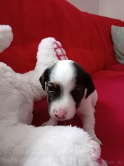Jack russel teriér - 4