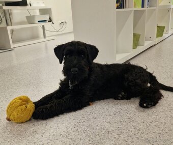 Knirač střední černý štěňatka - 4