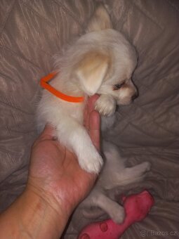 Prodám barevné  štěňátka Bisonek - 4