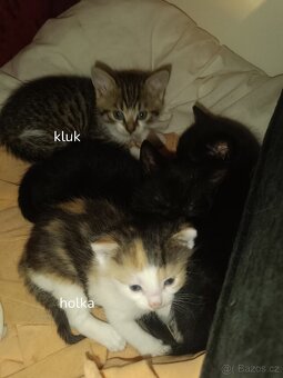 Koťátečka - 4