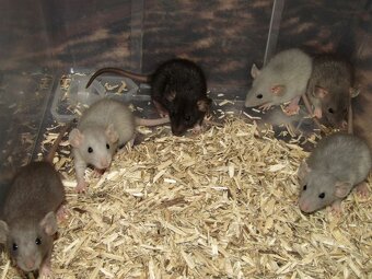 Dumbo, rex, obláčkový efekt - potkánci s výpisem předků - 4