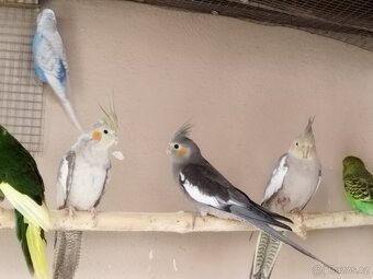 Korela chocholatá - 4