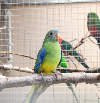 Prodám neofémy - 4