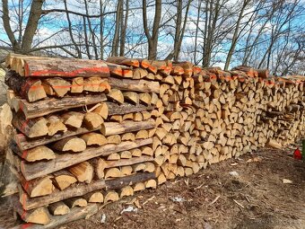 palivové dřevo - 4