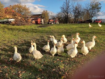 Husy na chov - 4