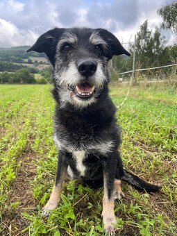 JACK - psík 9 let - 4