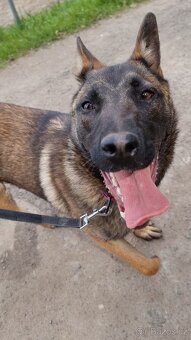 FREYA K ADOPCI - dokonalá parťačka - 4