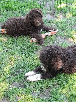 Lagotto romagnolo ( italský vodní pes) - 4