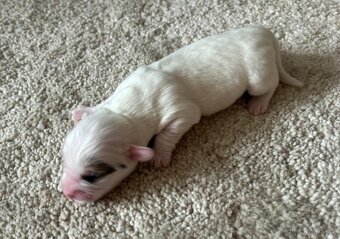 Štěňátko Coton de Tulear - 4