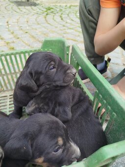 Kříženec labradora - 4