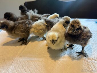Hedvábnička velká 8-10dní 🐣🐣🐣 - 4