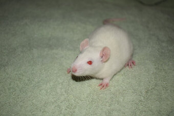 Potkani - fuzz, standard, dwarf - 4