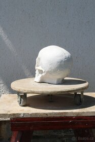 lebka - sadrový odlitek - 4