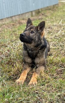 Německý ovčák - fena s PP - 4