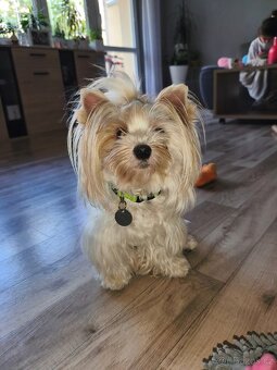 Golddust jorkšírsky terier s PP - 4