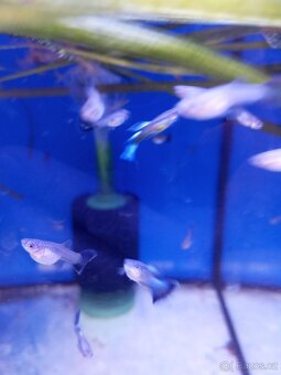 Gupky,paví očka - 4