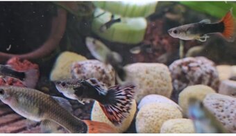 Paví očka Guppky Prachaticko 100 ks - 4