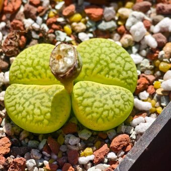 Lithops - Conophytum - 4
