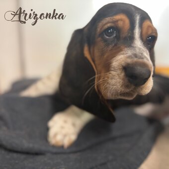 Basset Hound - štěňátka - 4