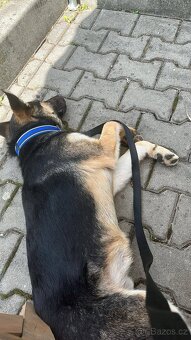 ALI - štěně, cca 20 kg, 7 měsíců - 4