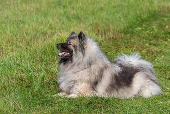 Německý špic vlčí Keeshond - 4