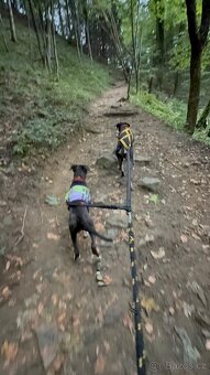 Fenečka pittbula a cane corso - 4