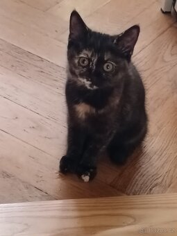 Britské kotě, britský kocour, britská kočka - 4