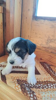 Biewr jokšír teriér - 4