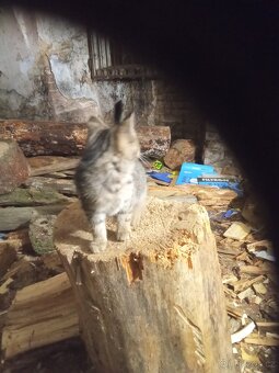 Koťata za granule konzervy - 4