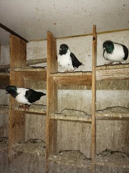 Holubi - moravský pštros černý - 4