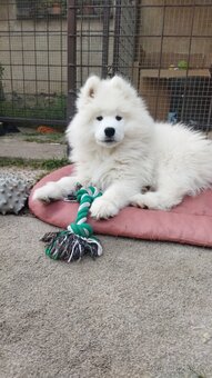Samojed - štěně s PP - 4