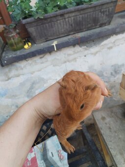 Švýcarský Teddy s kalifornskou kresbou s pp - 4