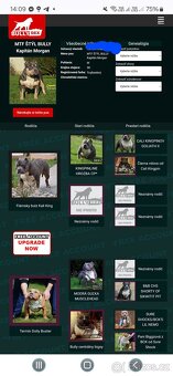 American bully -krytie štandart - 4