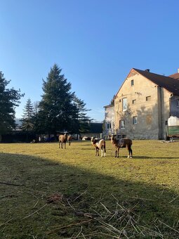 Kamerunský beran - 4