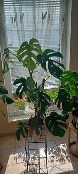 Monstera albo - 4